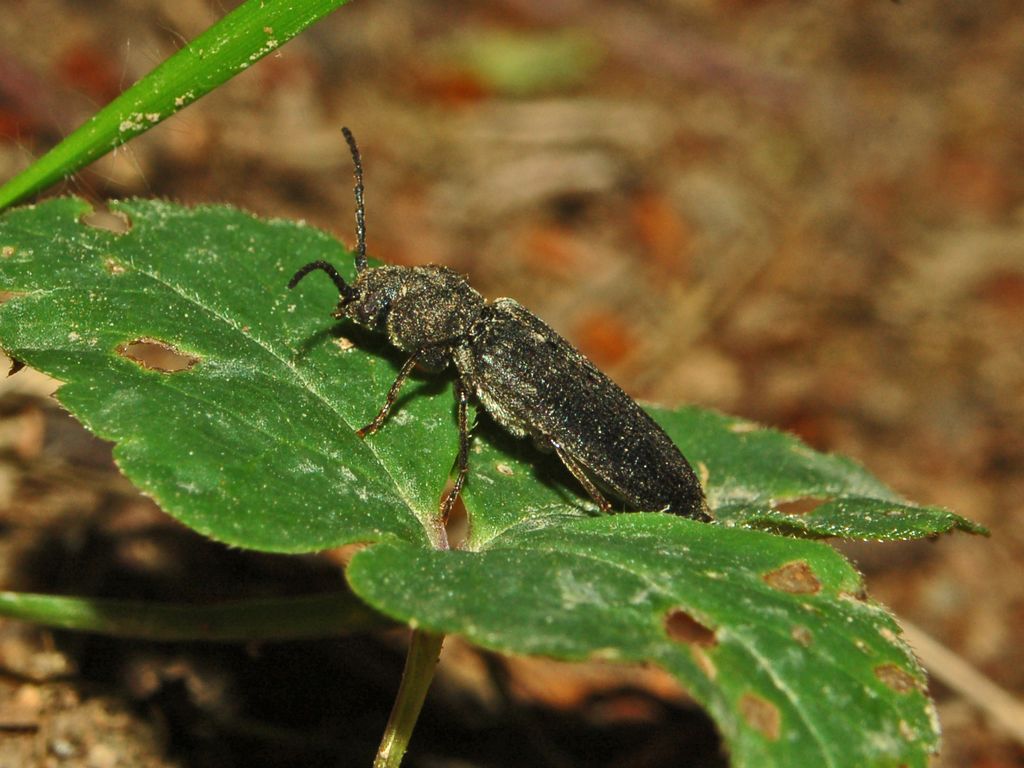 Cerambycidae da determinare: Asemum striatum